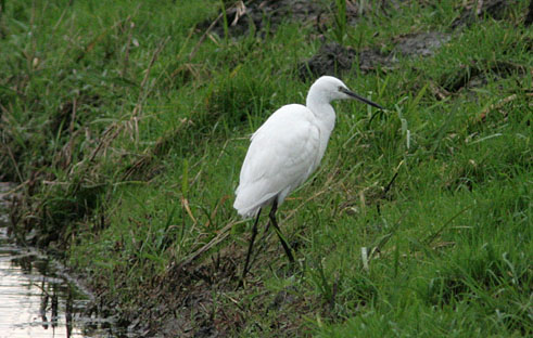 Kleinezilverreiger041206